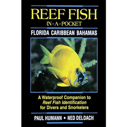 Fish-in-a-pocket Florida, Caribbean, Bahamas